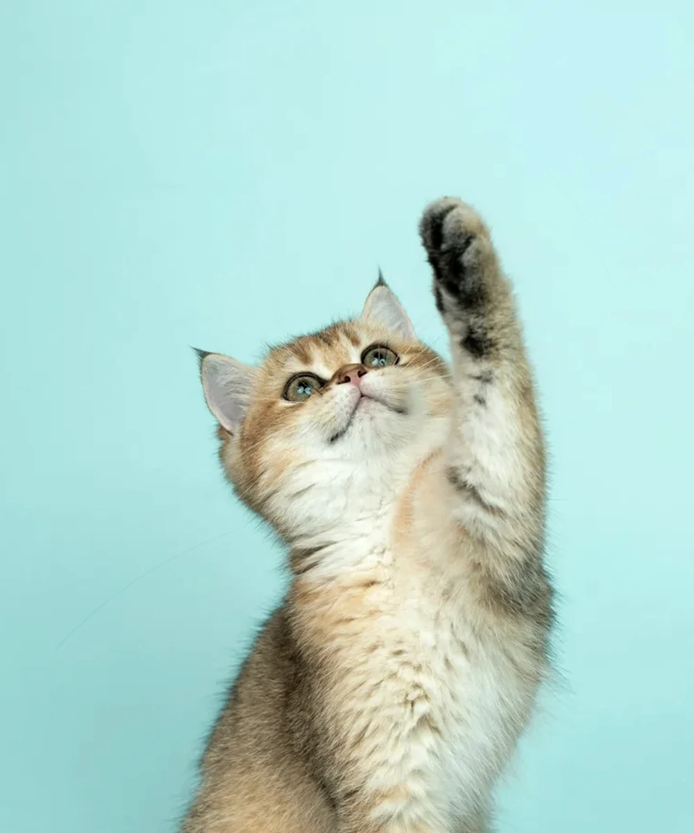 Кошки